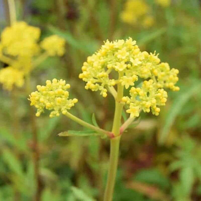 Patrinia scabiosifolia ---